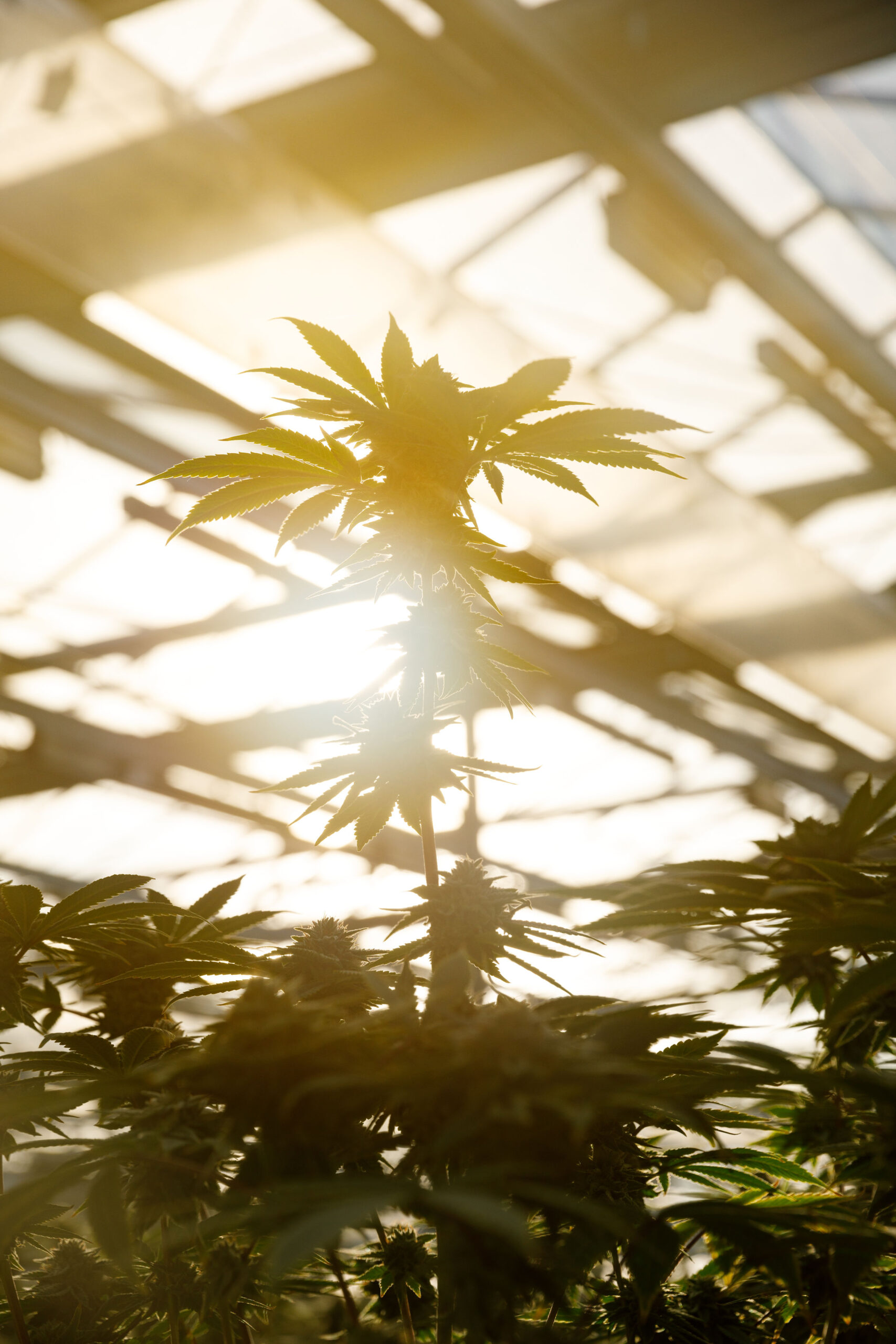Cannabis plant.